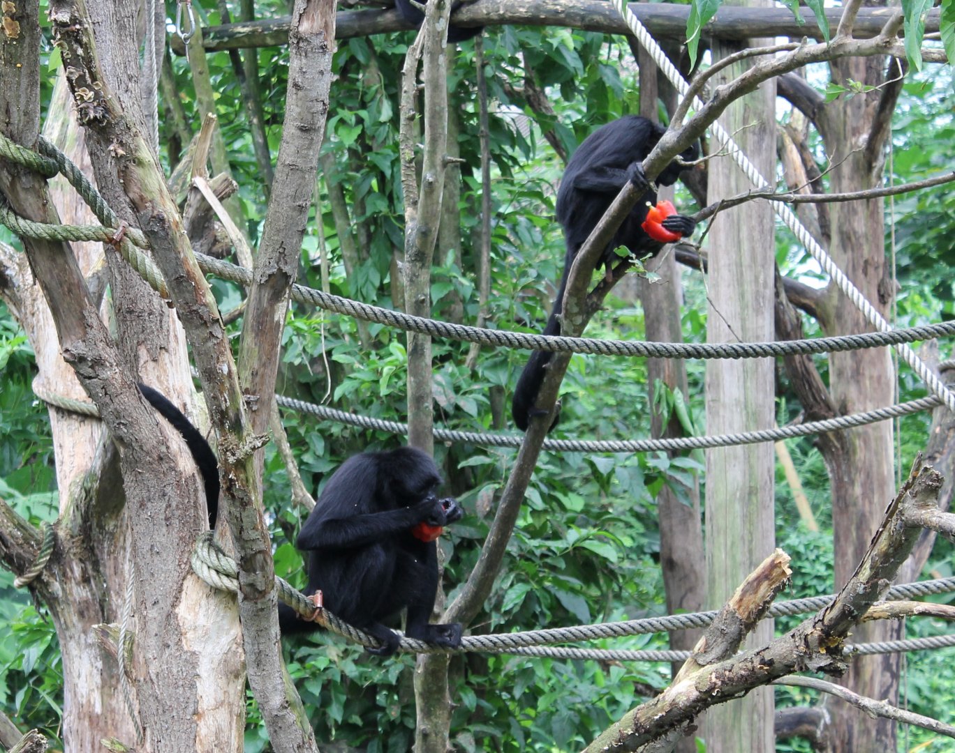 Spider monkeys