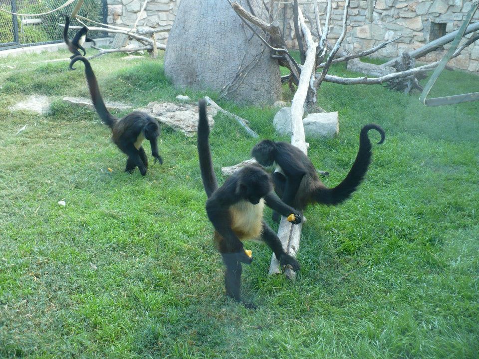 Spider monkeys