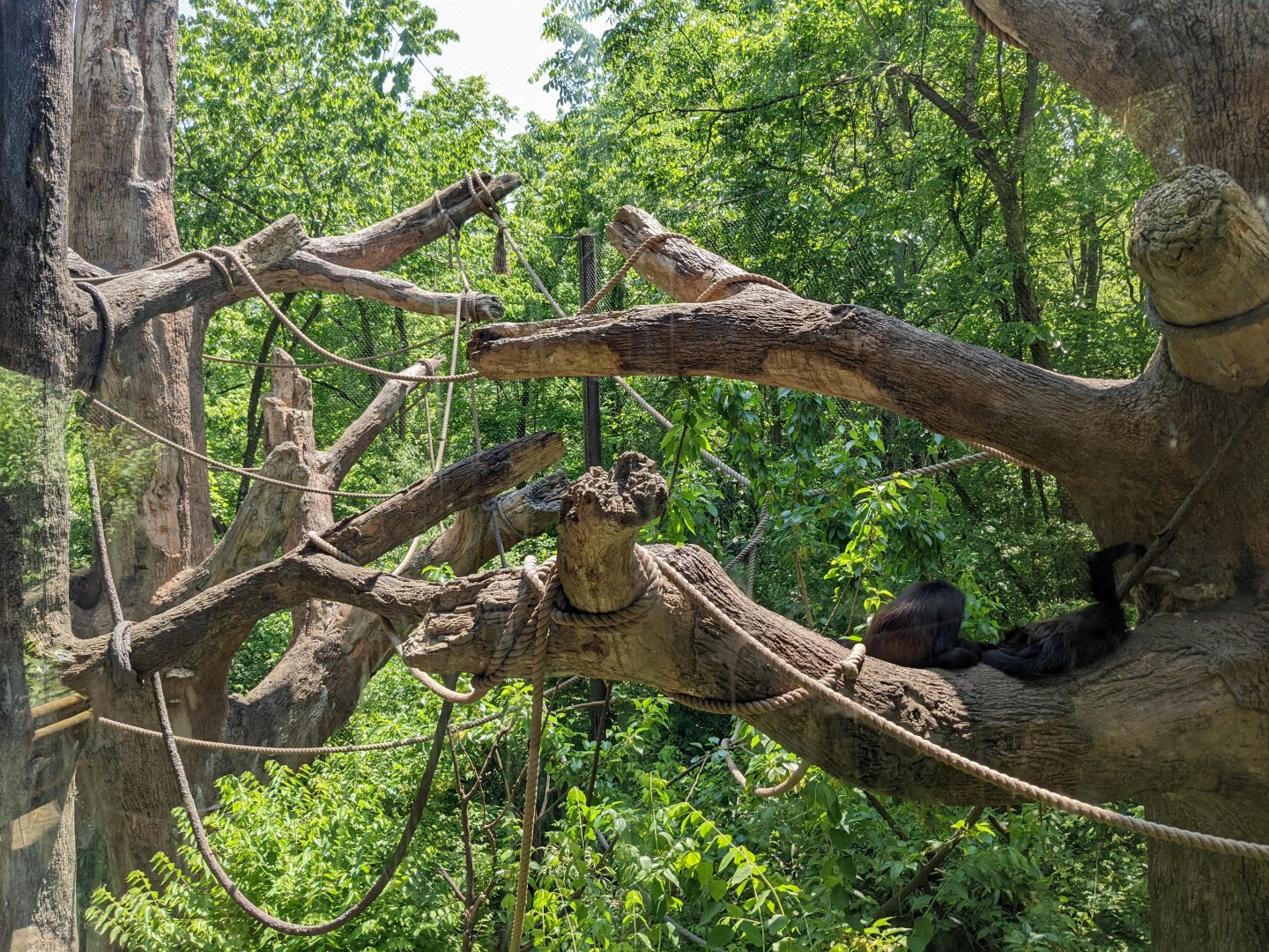 Spider monkeys