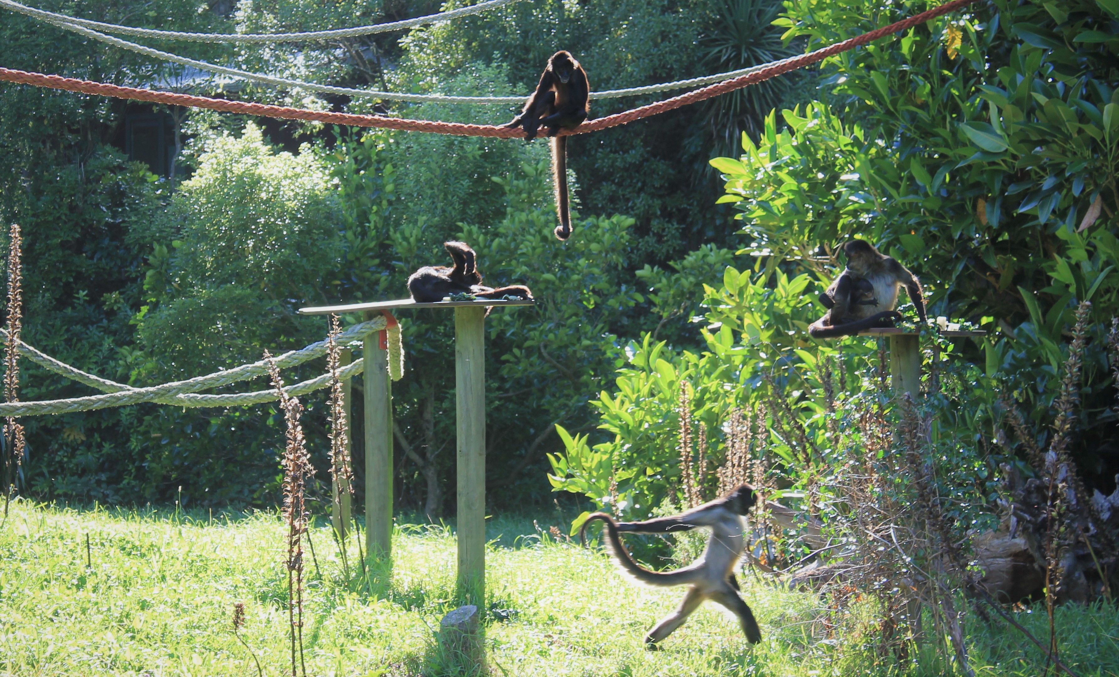 Spider Monkeys