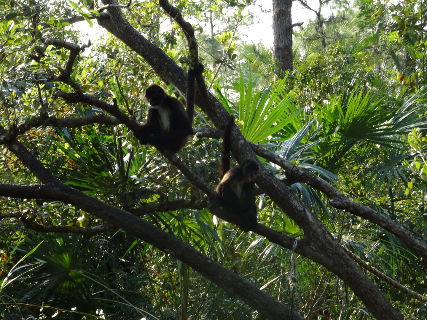 Spider Monkeys
