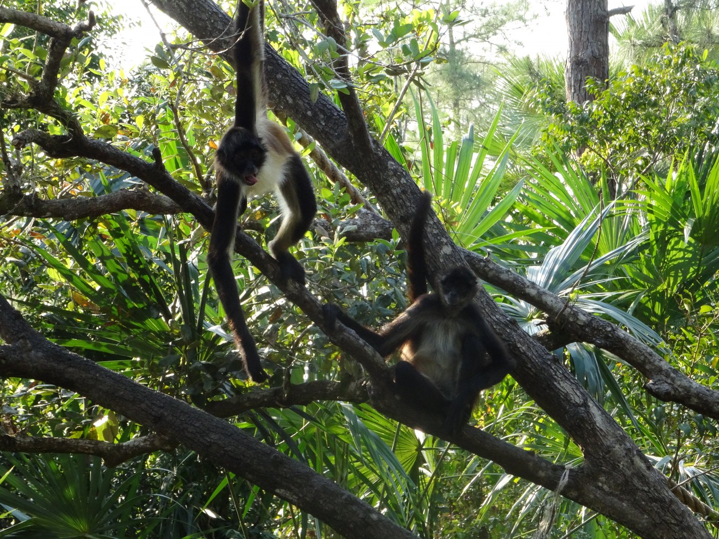 Spider Monkeys