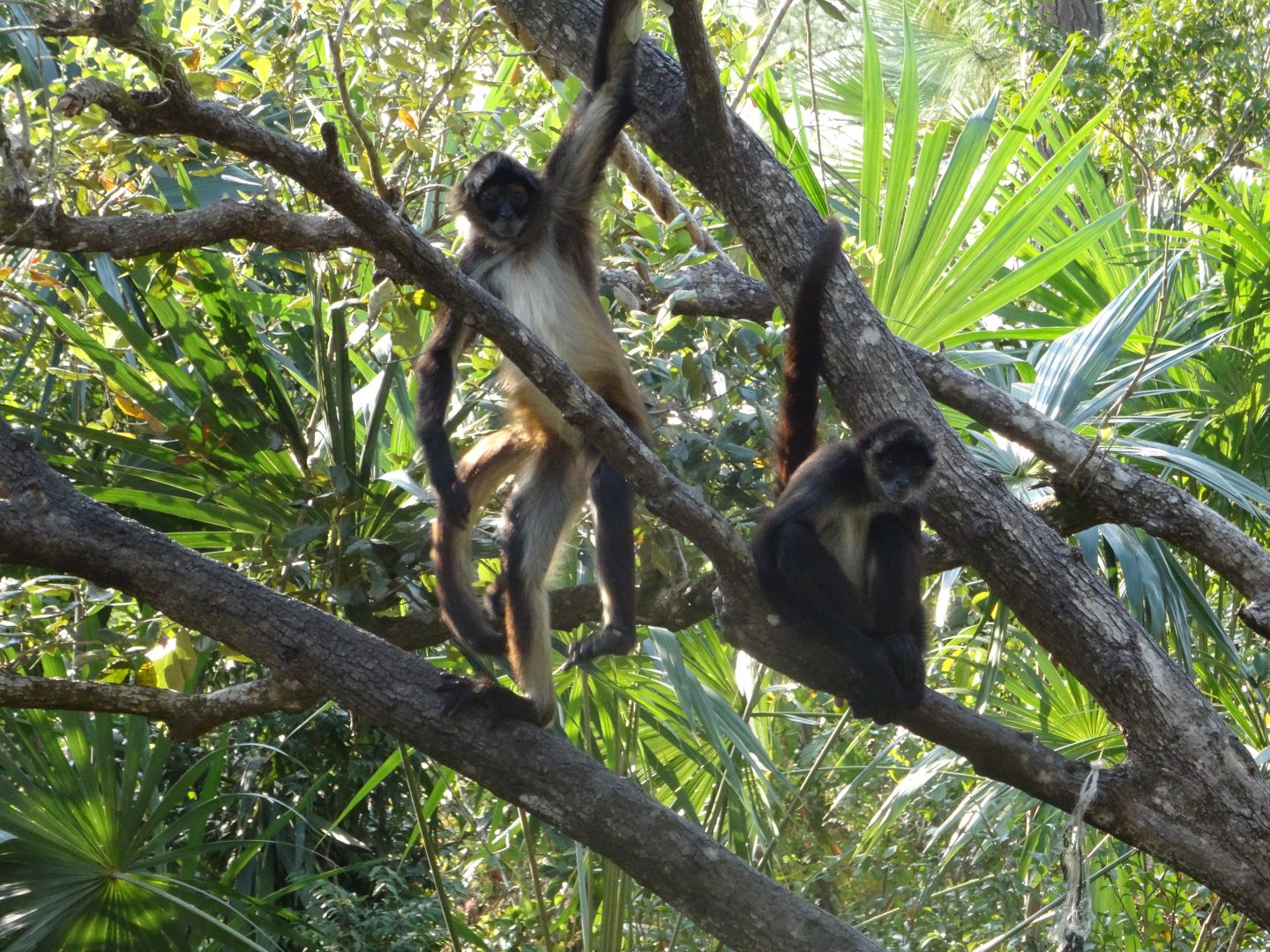 Spider Monkeys