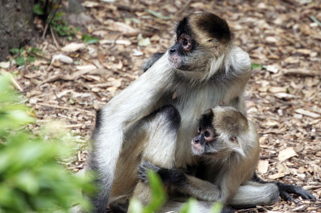 Spider monkeys