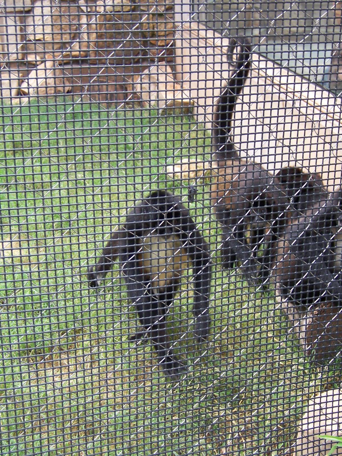 Spider Monkeys