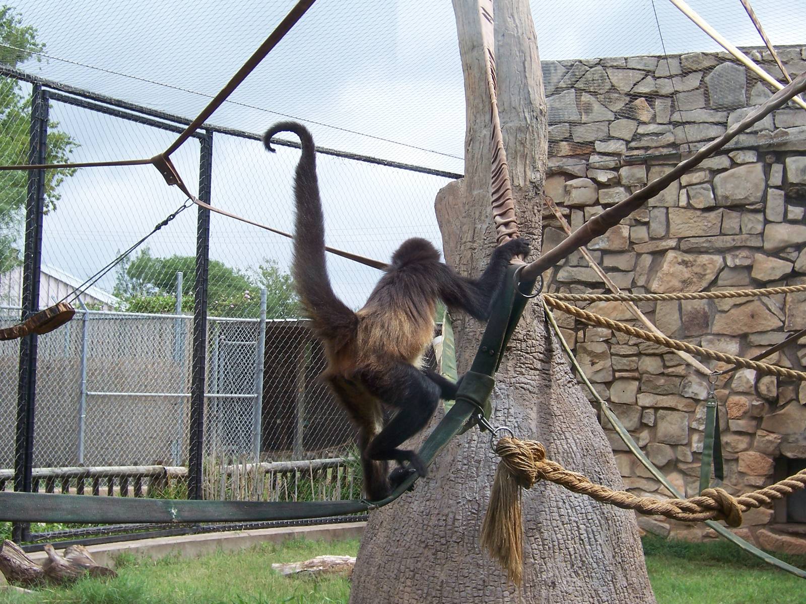 Spider Monkeys