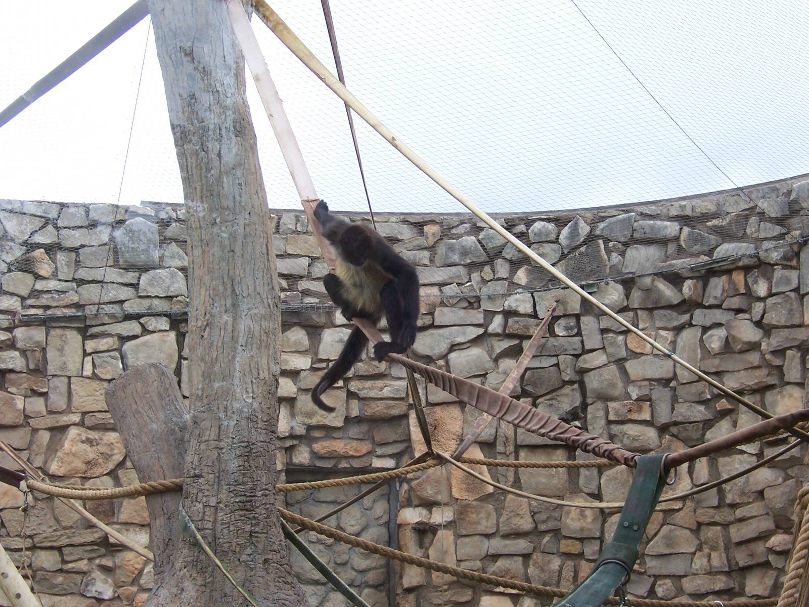 Spider Monkeys