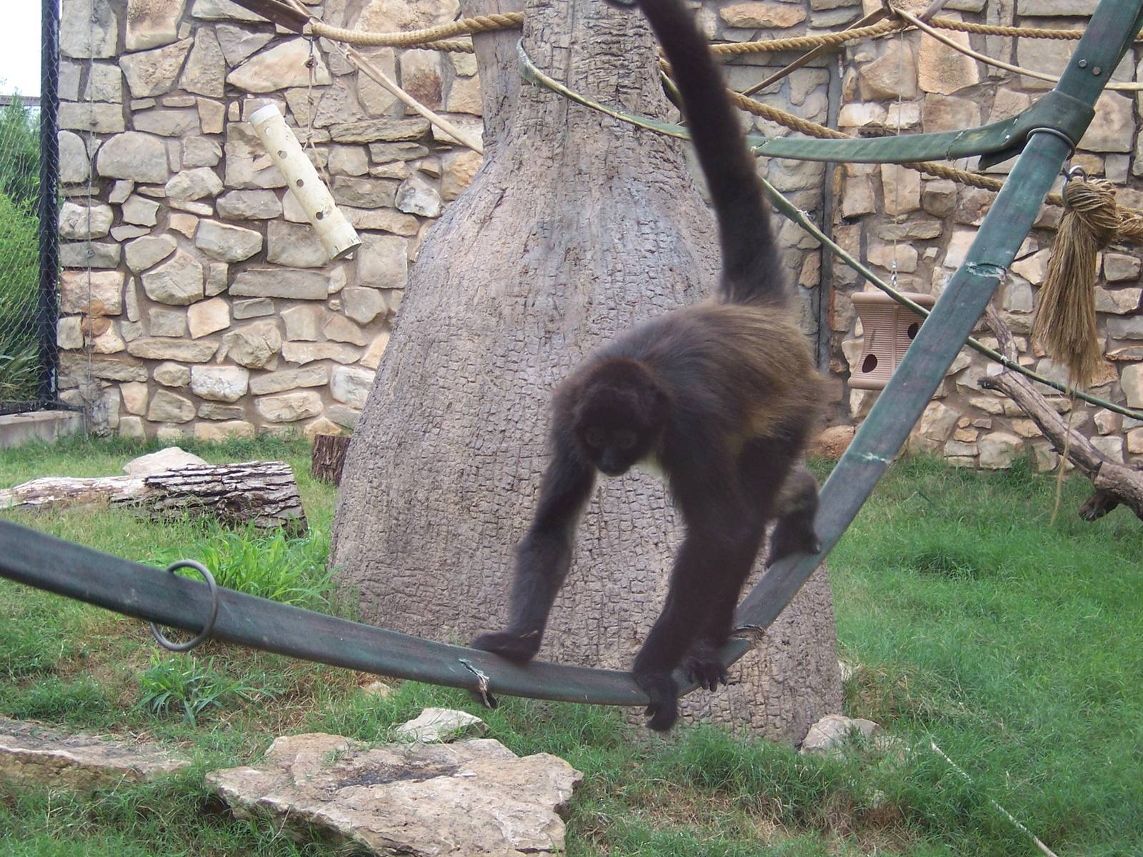 Spider Monkeys