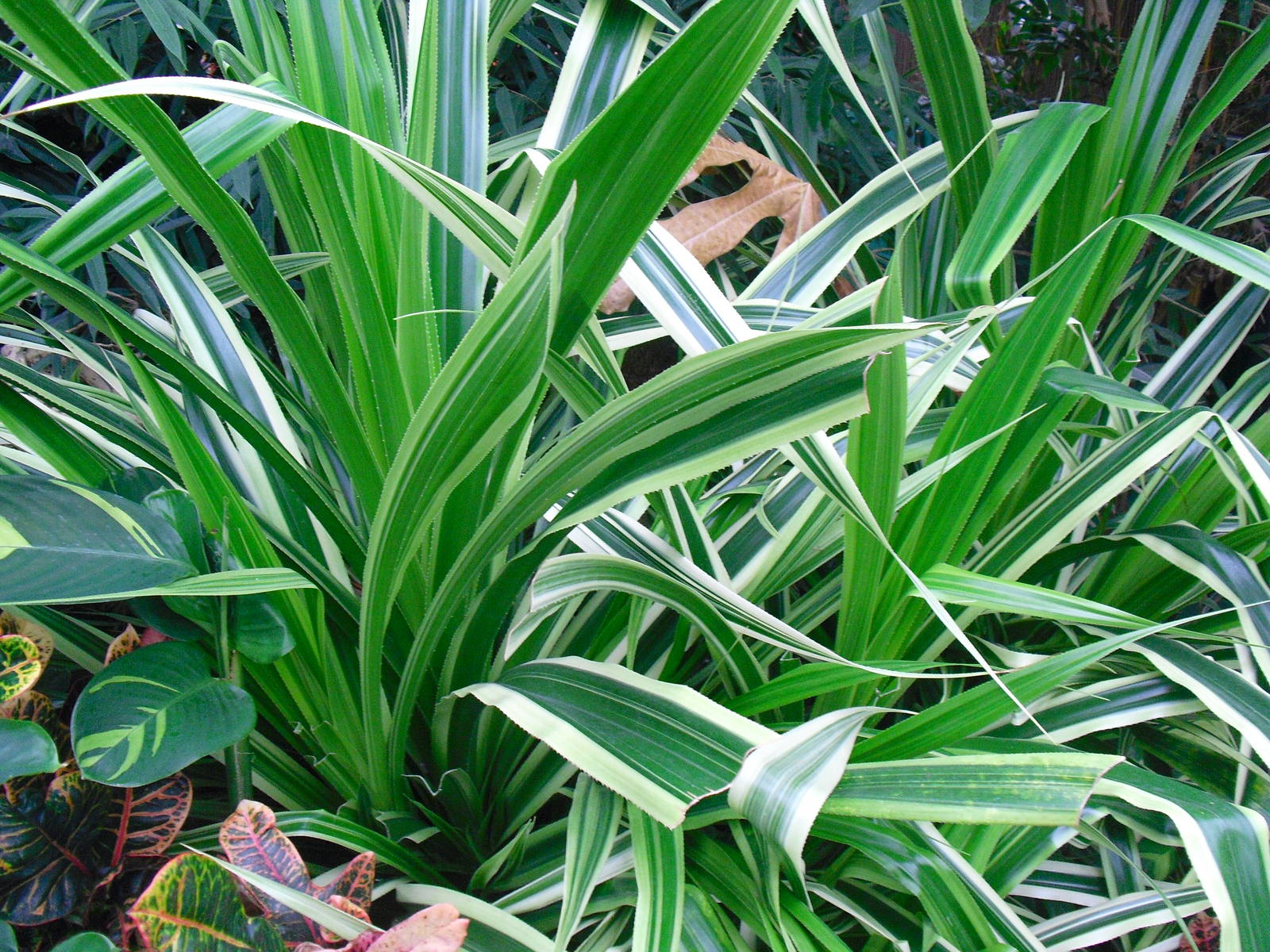 Spider plants (?) - 27/10/2011