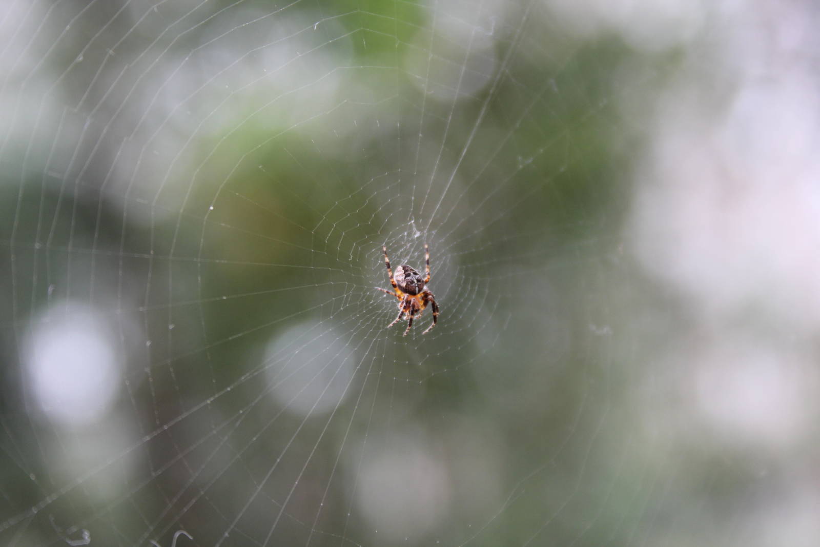 Spider sp. inside sub-Antarctic house