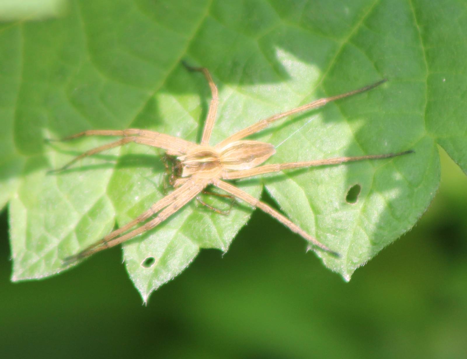 spider species ID needed