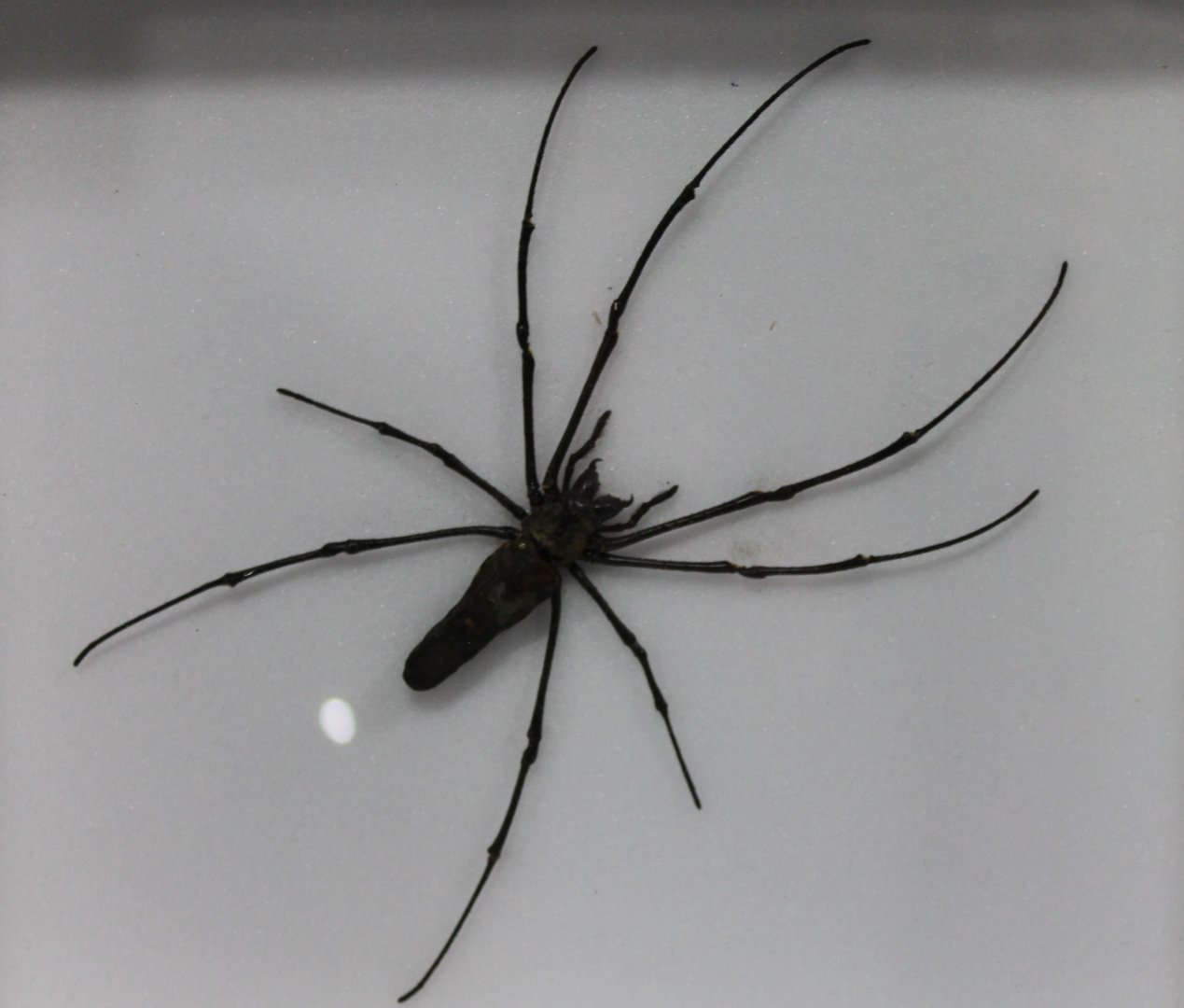 Spider specimen