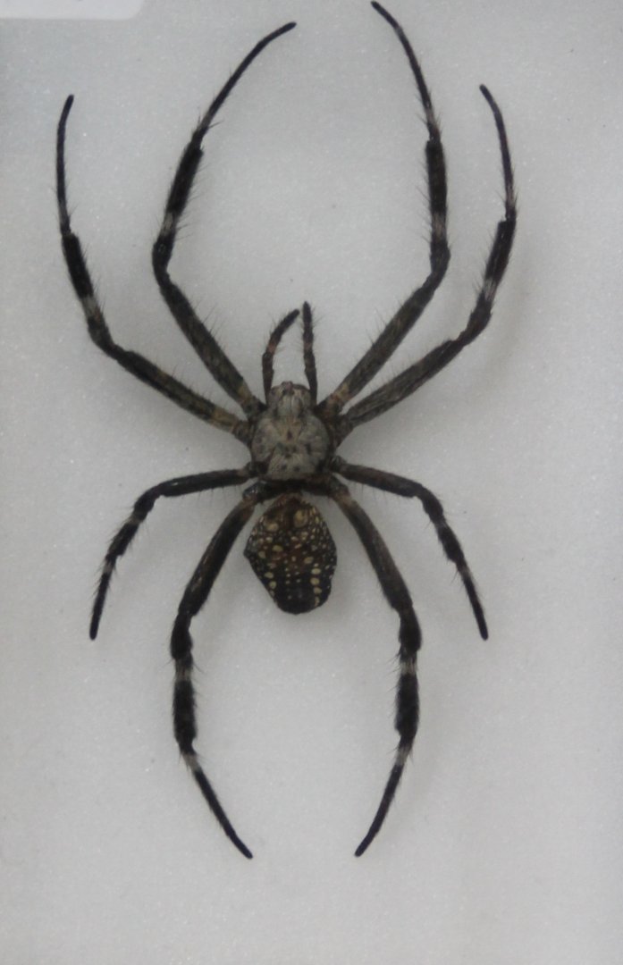Spider-specimen