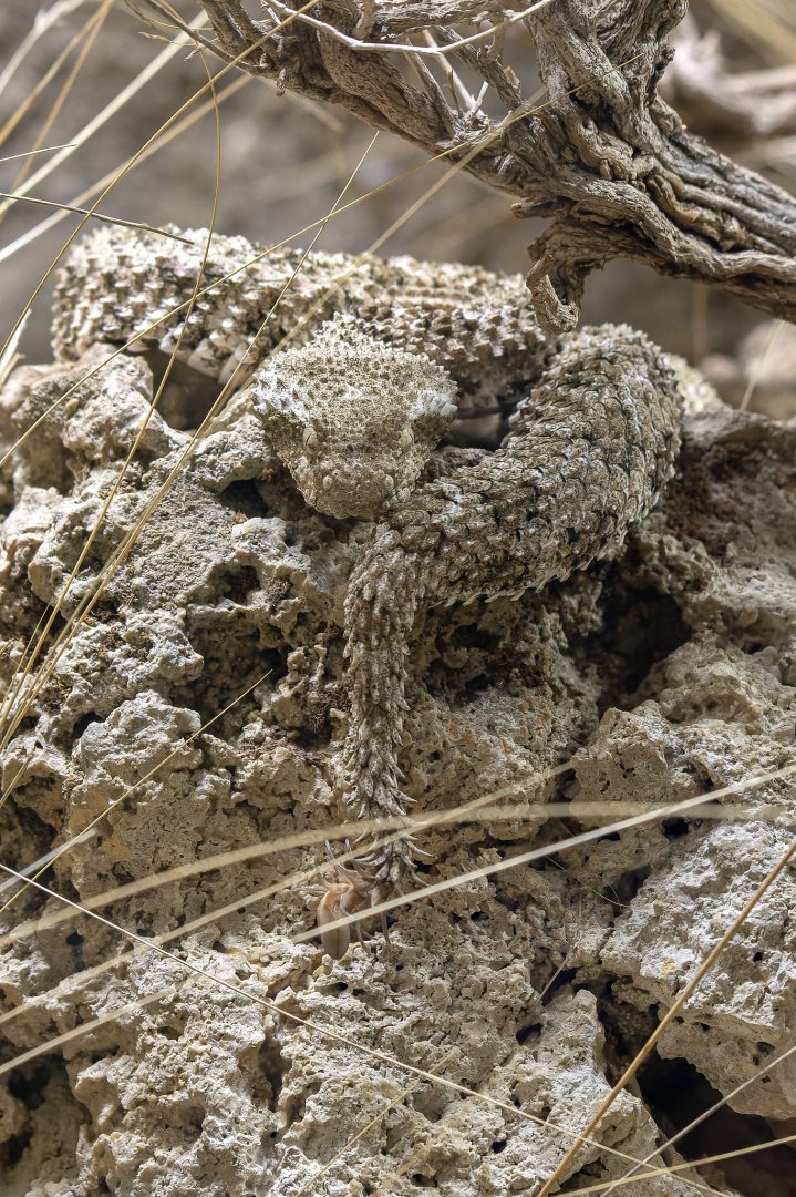 Spider-tailed horned viper (Pseudocerastes urarachnoides)