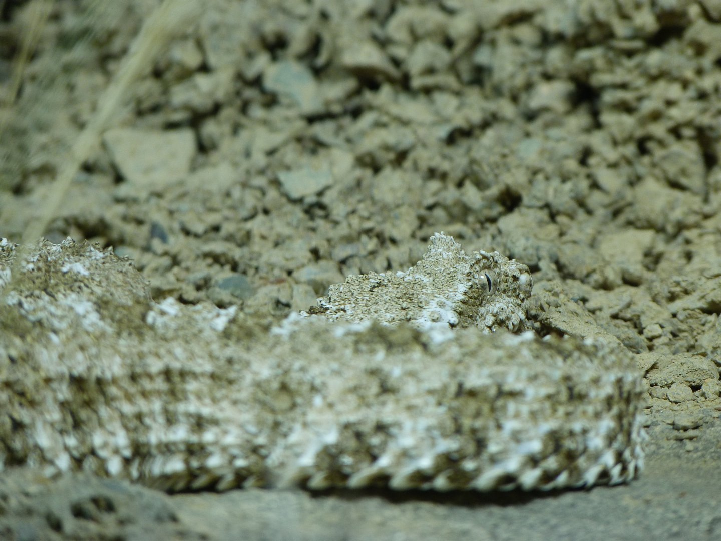 Spider-tailed horned viper -Zoo Plzeň (2025)