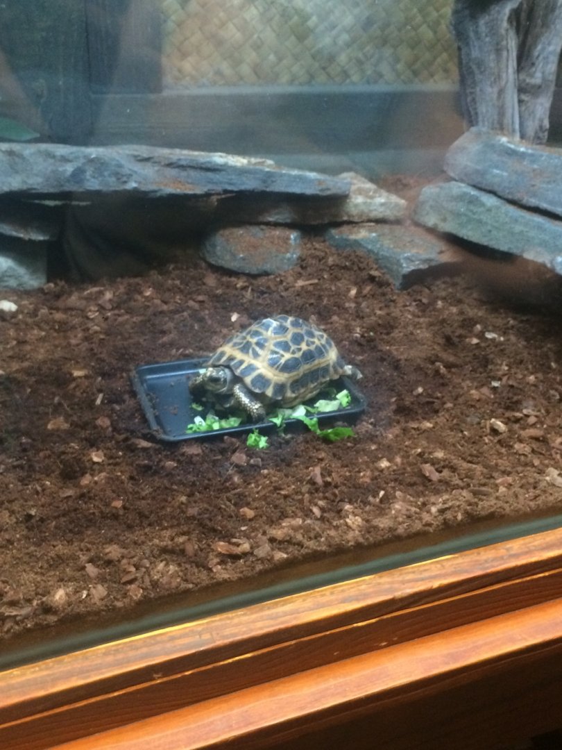 Spider Tortoise (2018)