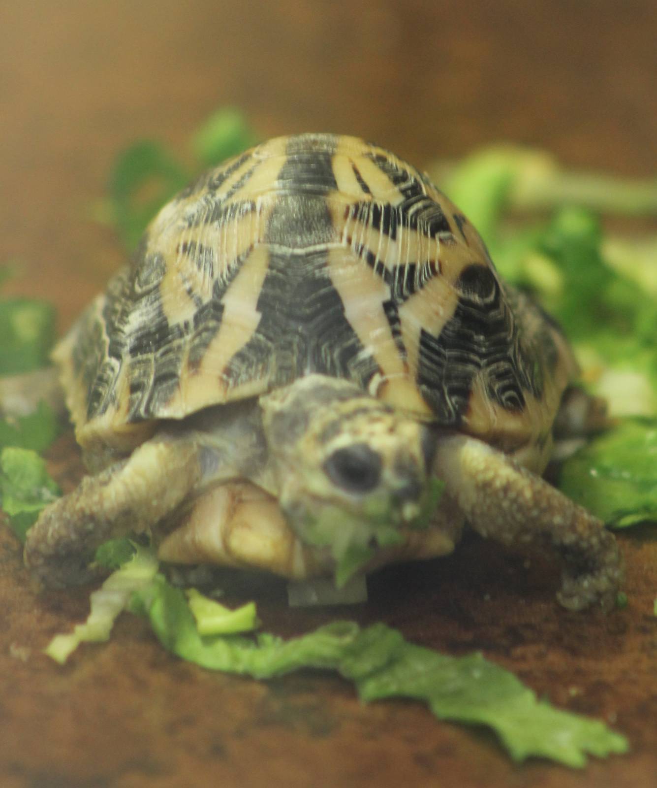 spider tortoise juvile