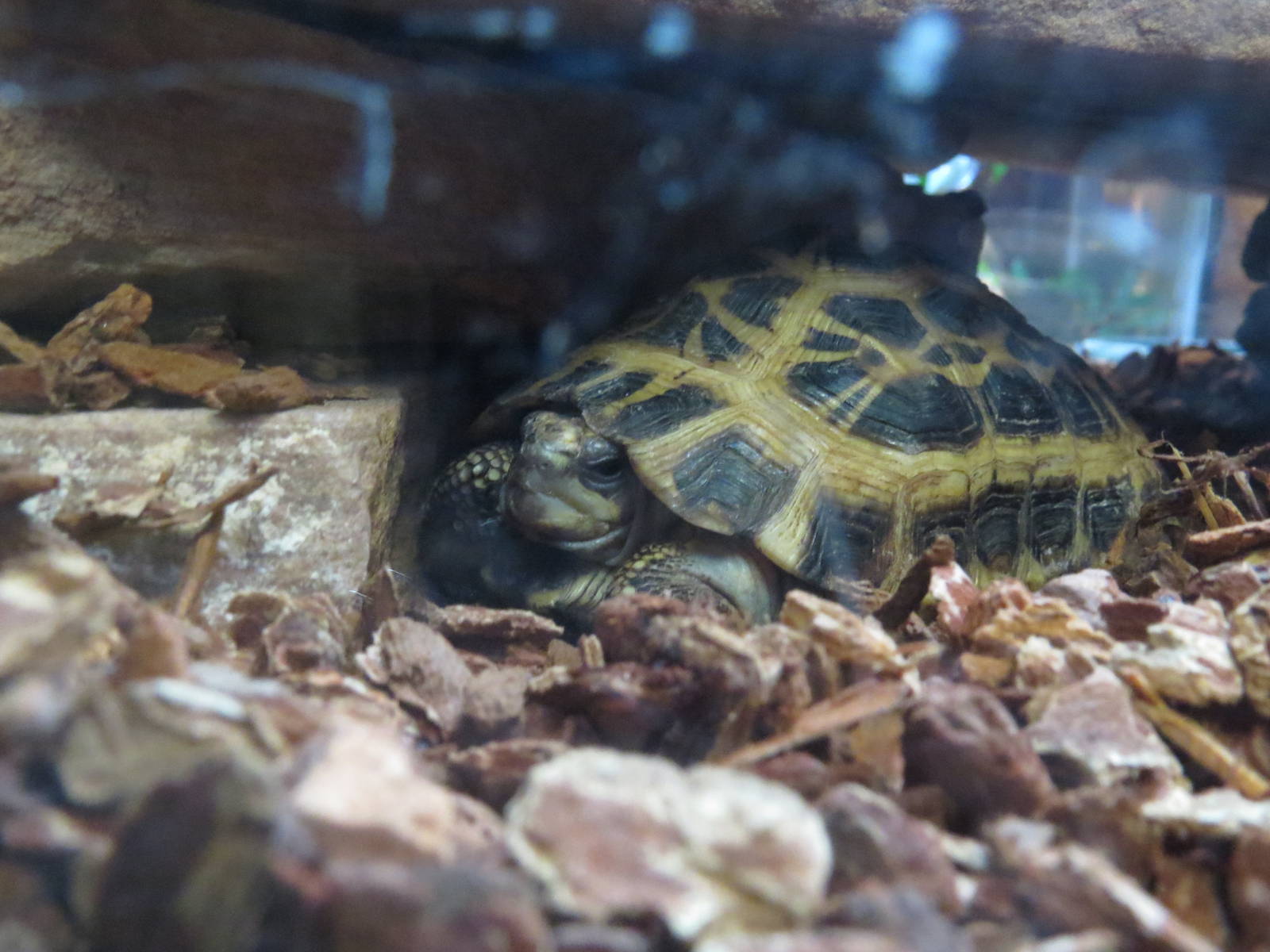 Spider tortoise, March 2015