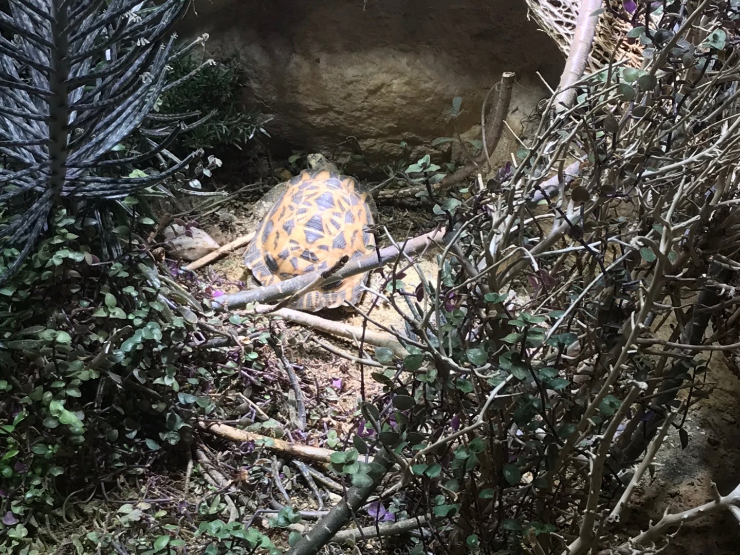 Spider tortoise (Pyxis arachnoides) 270118