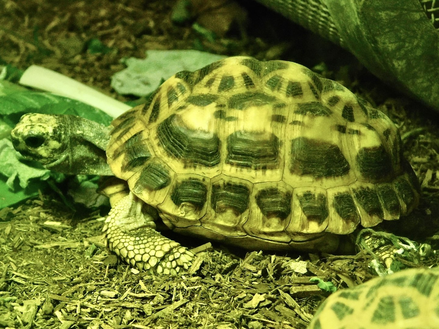 Spider Tortoise (Pyxis arachnoides arachnoides) October 11, 2025