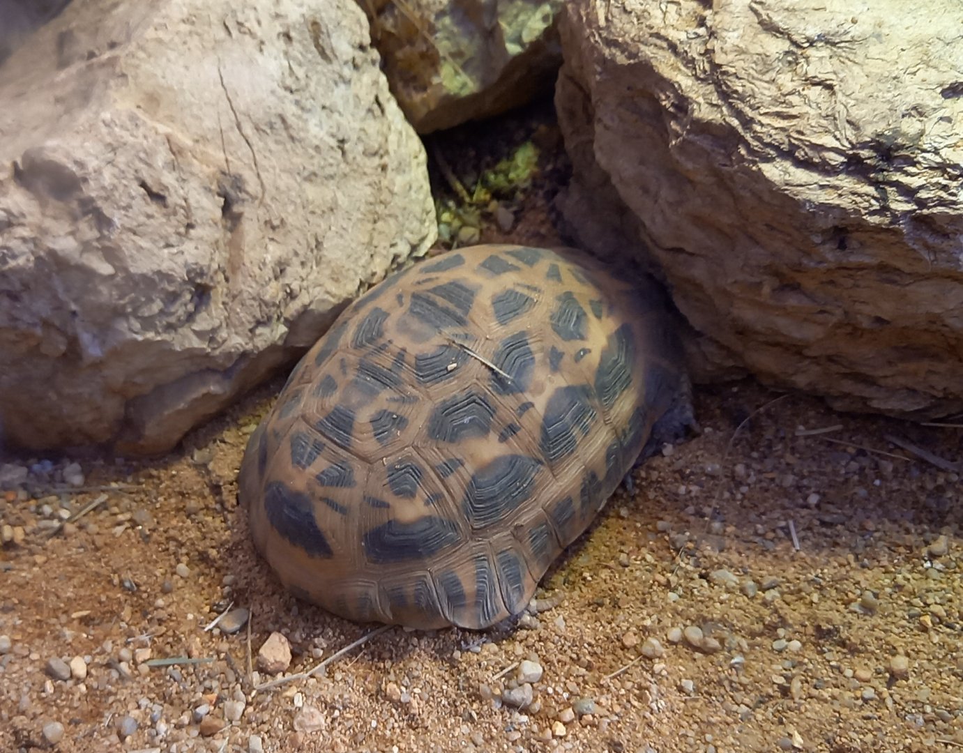 Spider tortoise - Pyxis arachnoides