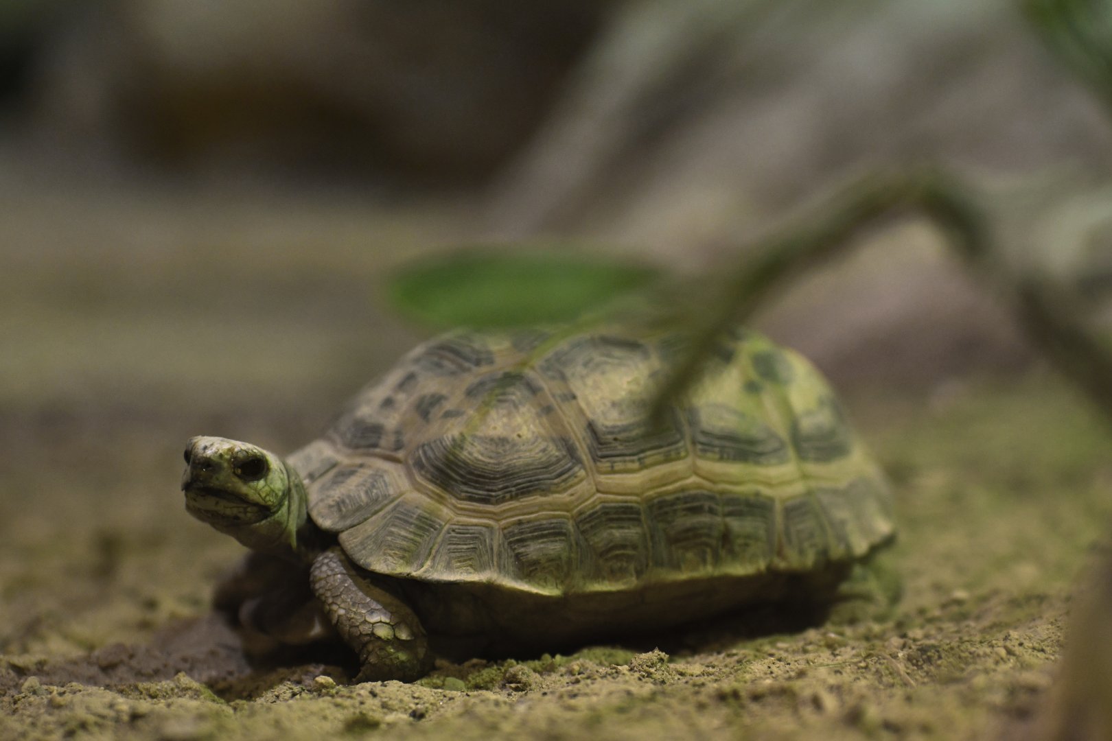 Spider tortoise (Pyxis arachnoides)