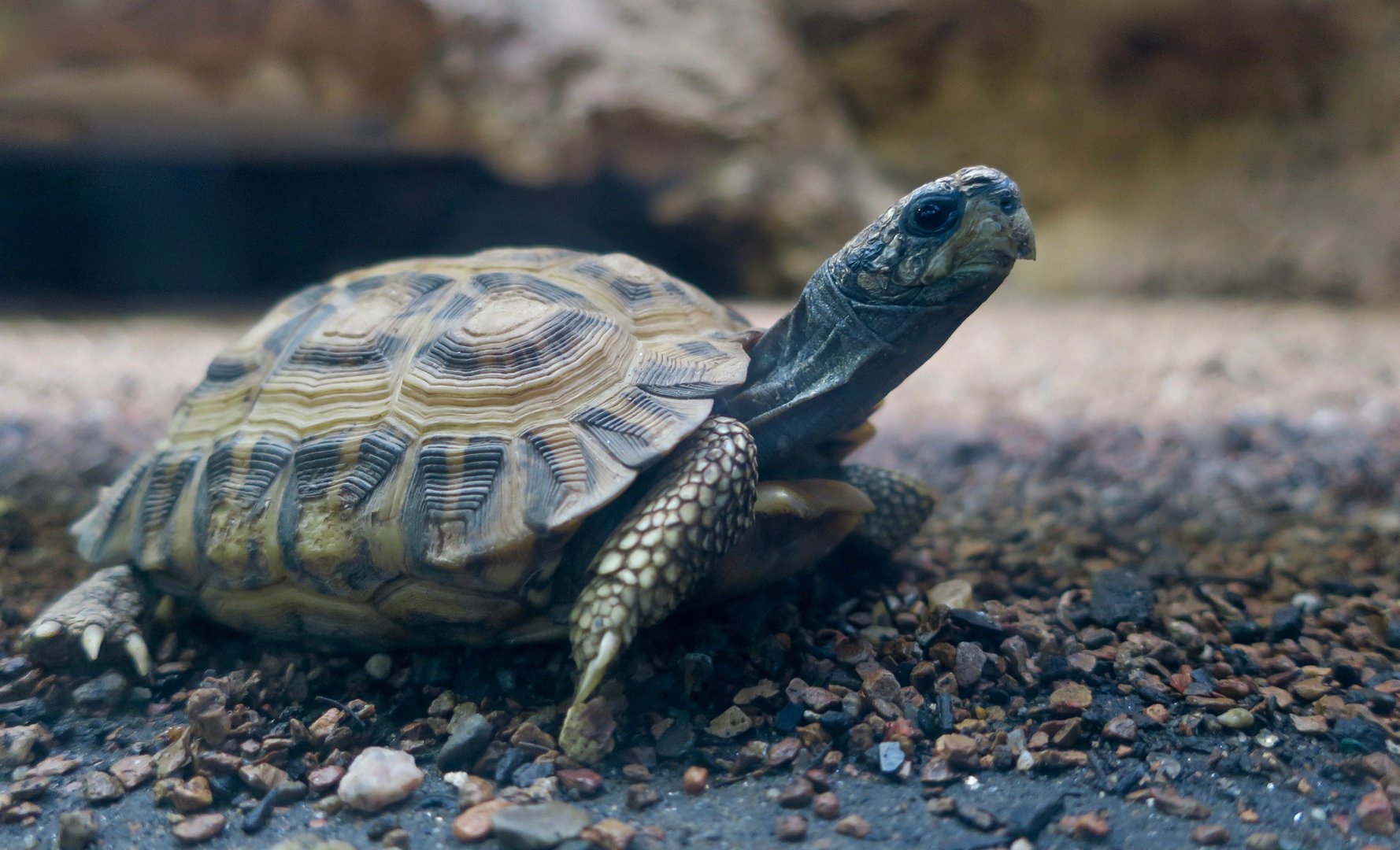 Spider Tortoise (Pyxis arachnoides)
