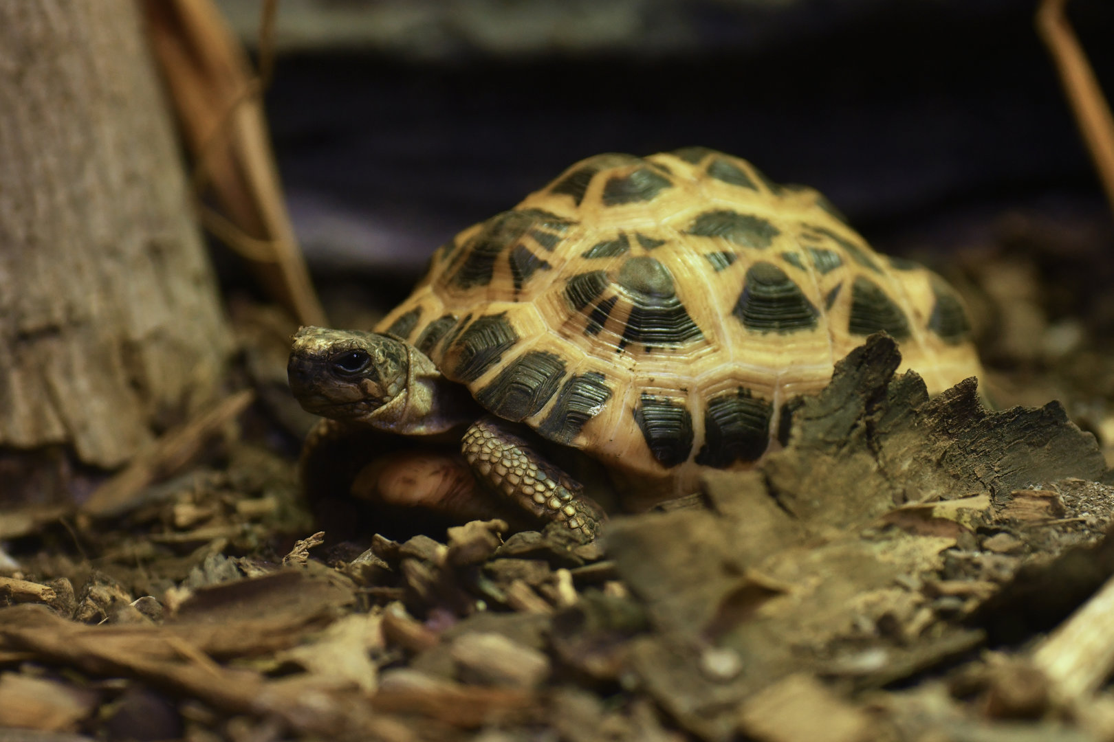Spider tortoise (Pyxis arachnoides)
