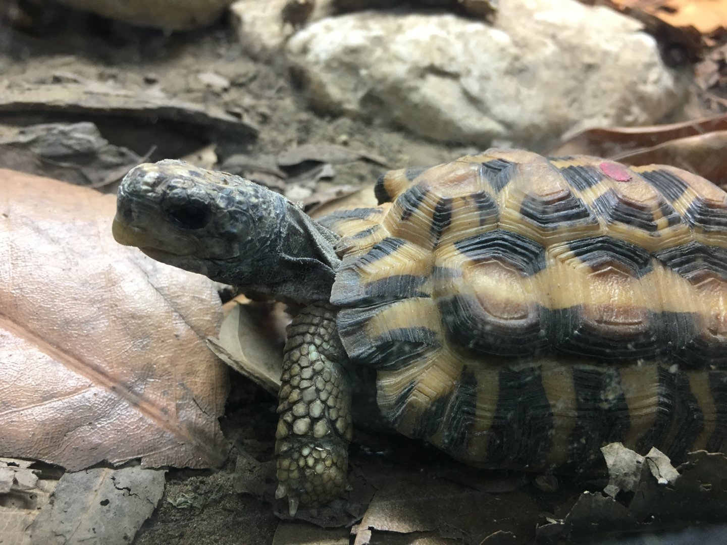 Spider Tortoise (Pyxis arachnoides)