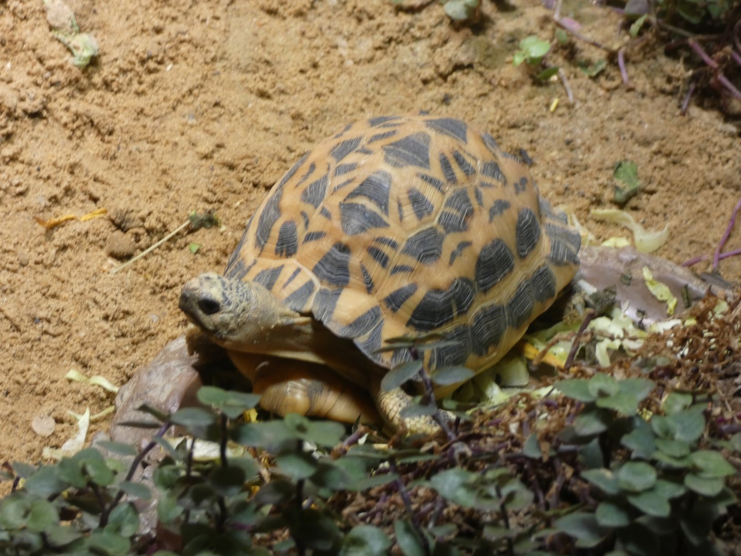 Spider Tortoise