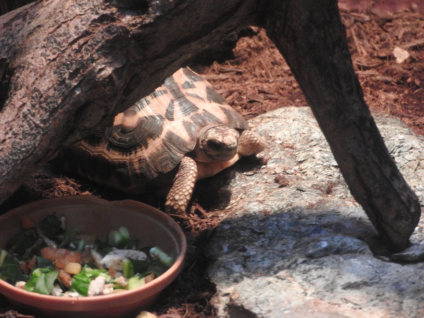 Spider Tortoise