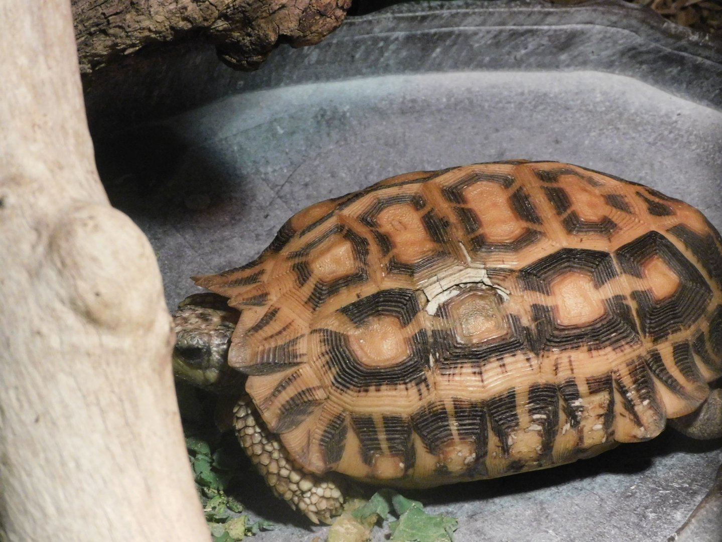 Spider tortoise