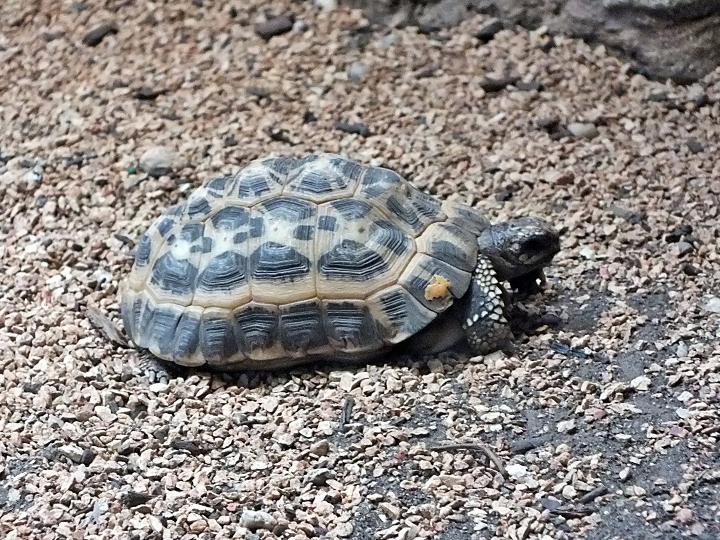 Spider tortoise