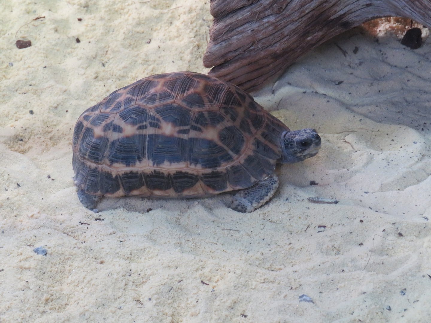 Spider tortoise