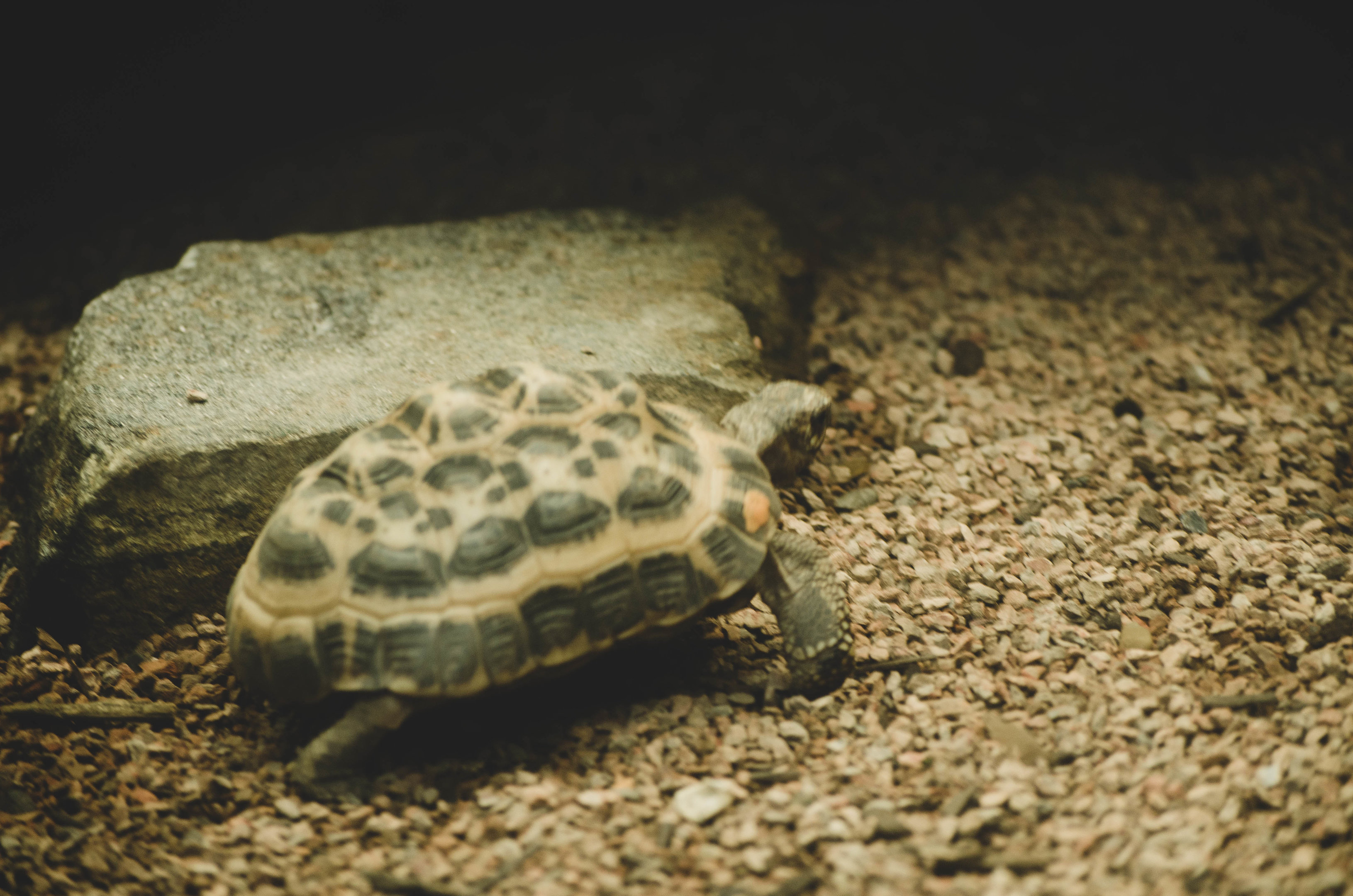 Spider tortoise