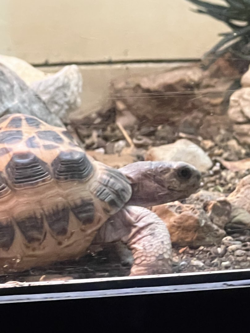 Spider Tortoise