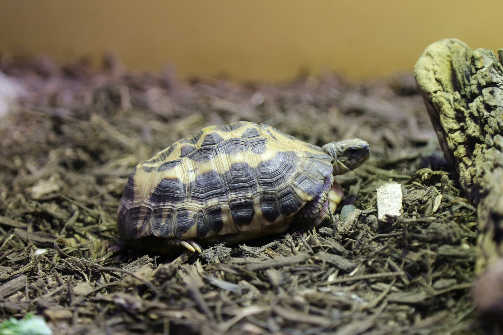 Spider Tortoise