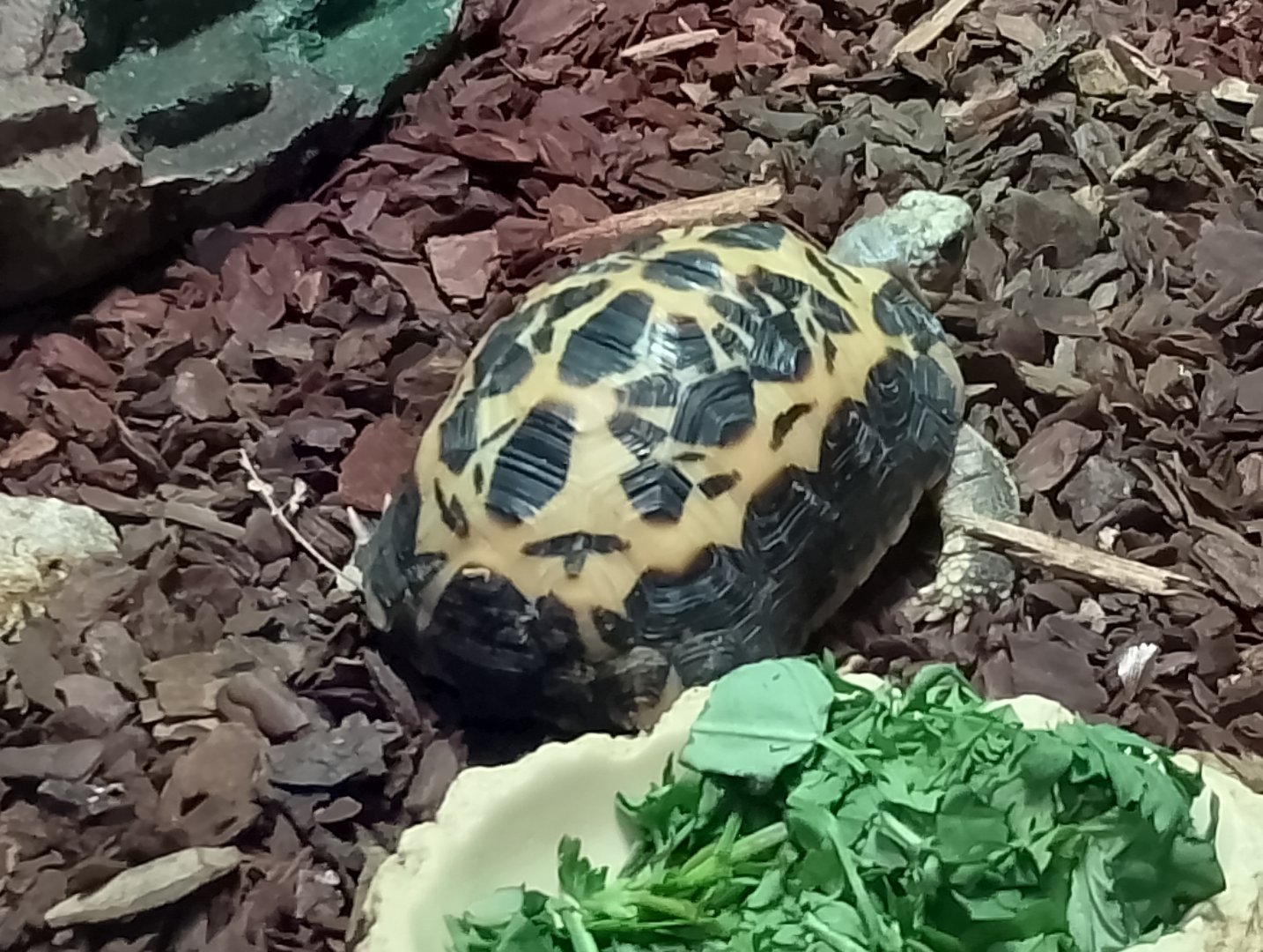Spider tortoise