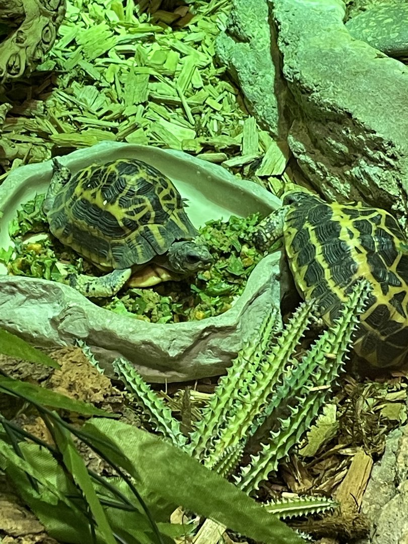 Spider Tortoises (5/23/22)