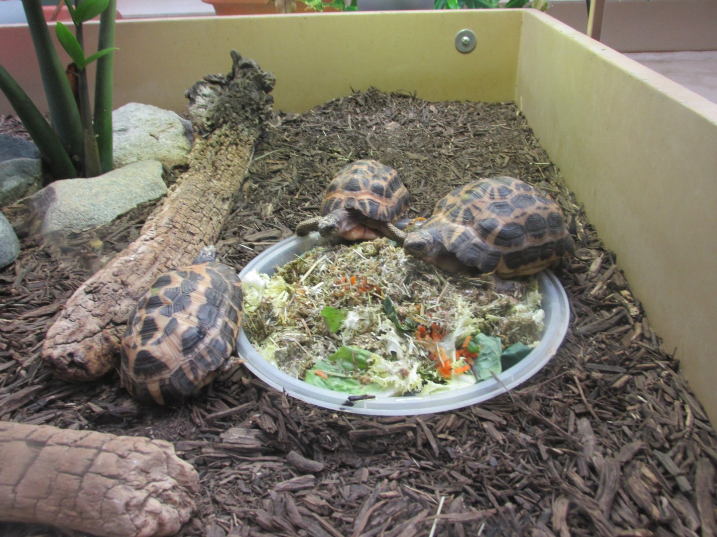 spider tortoises