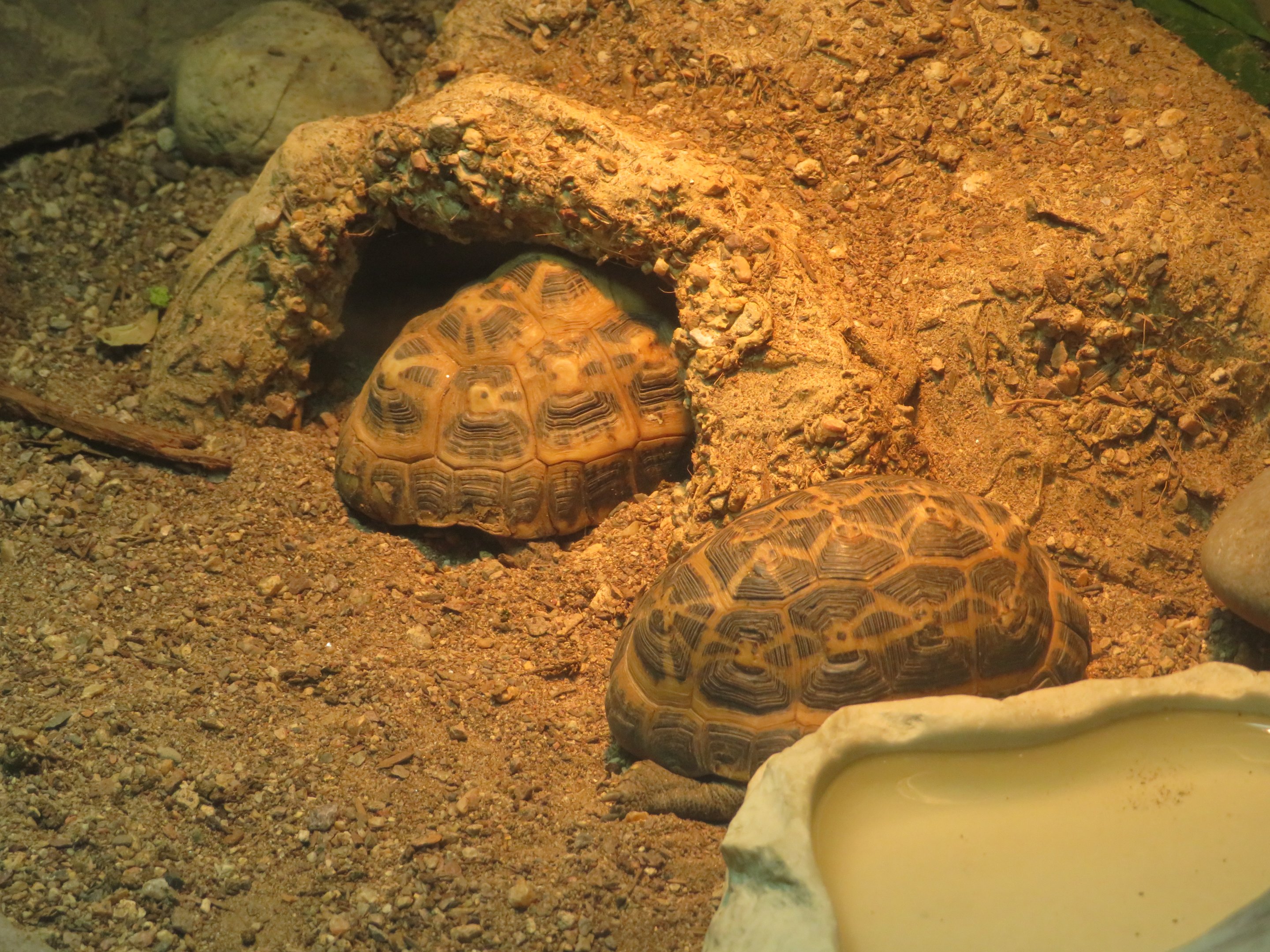 Spider Tortoises