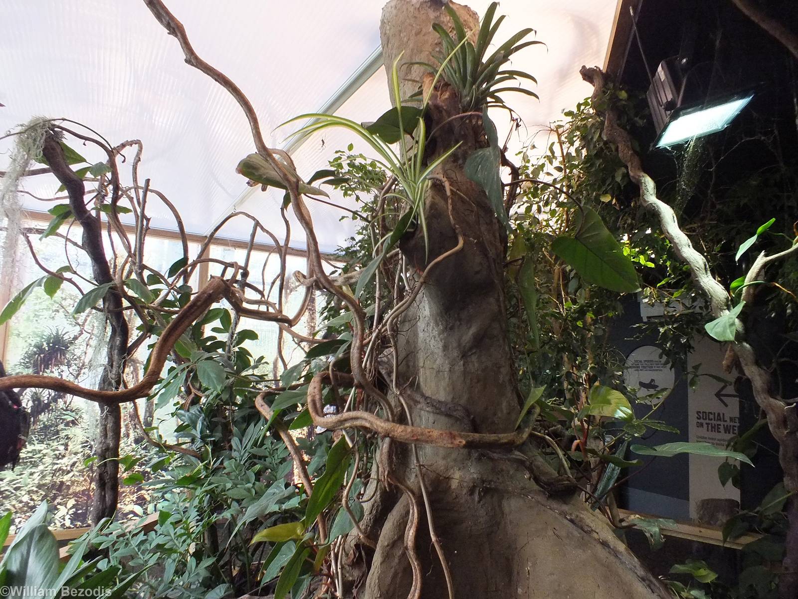 Spider Walkthrough - Bugs