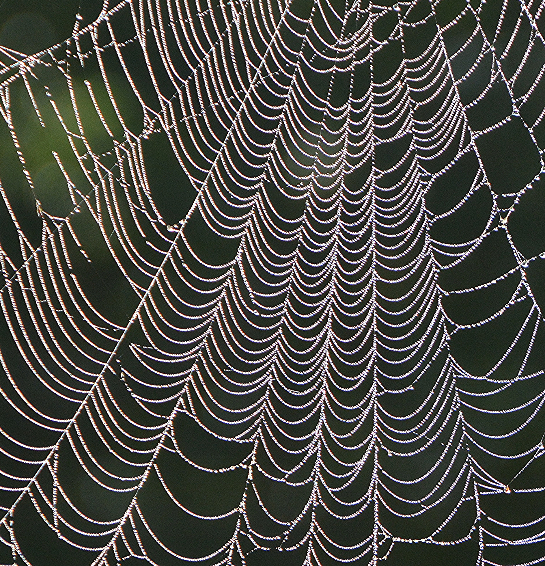 Spider web close-up