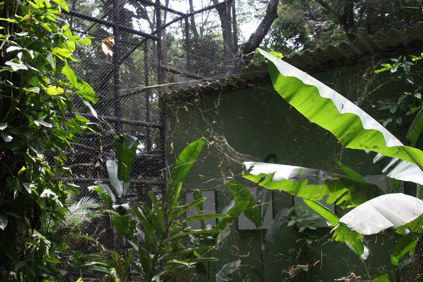 spider webs everywhere!