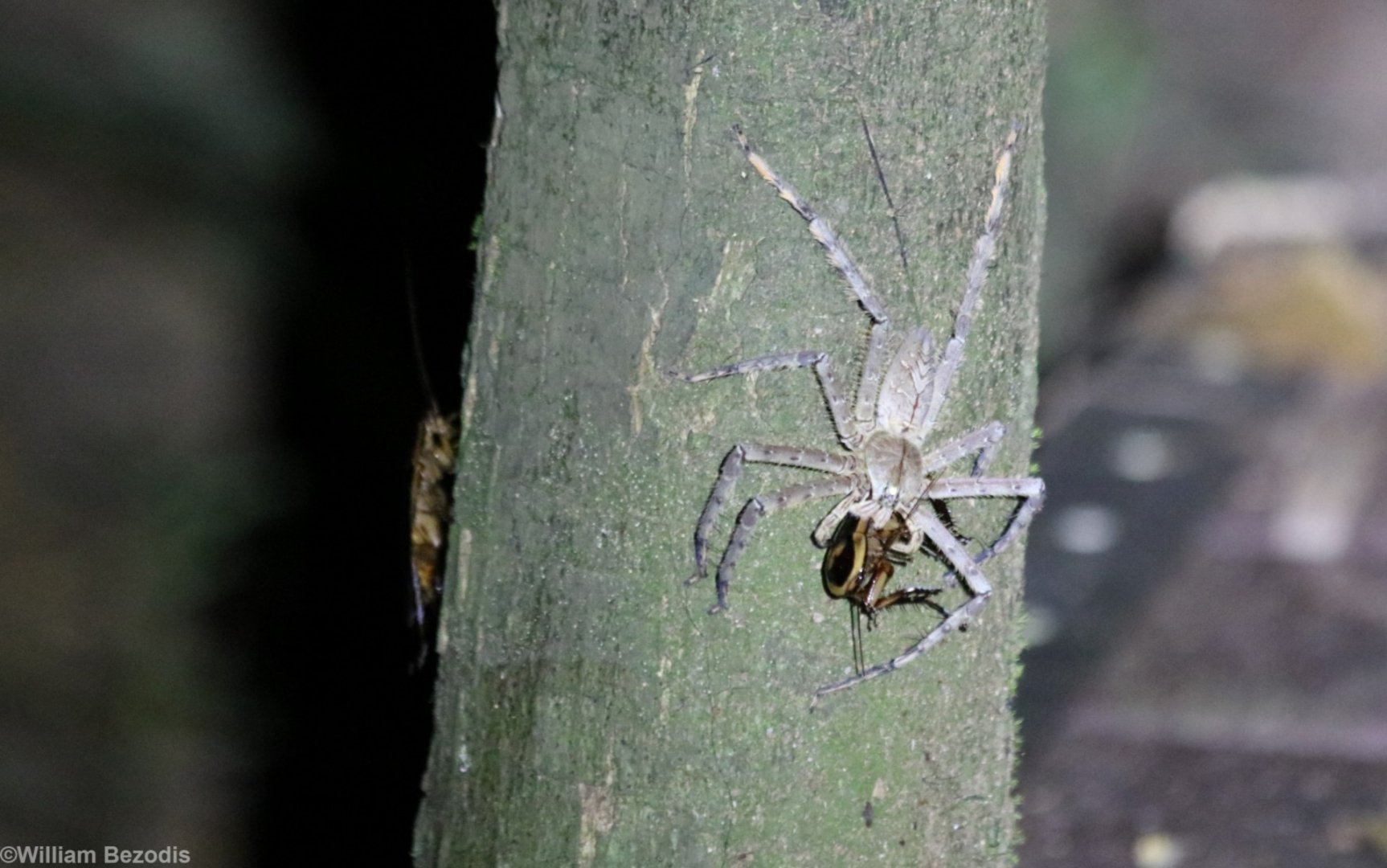 Spider with Cockroach Prey - Taman Negara