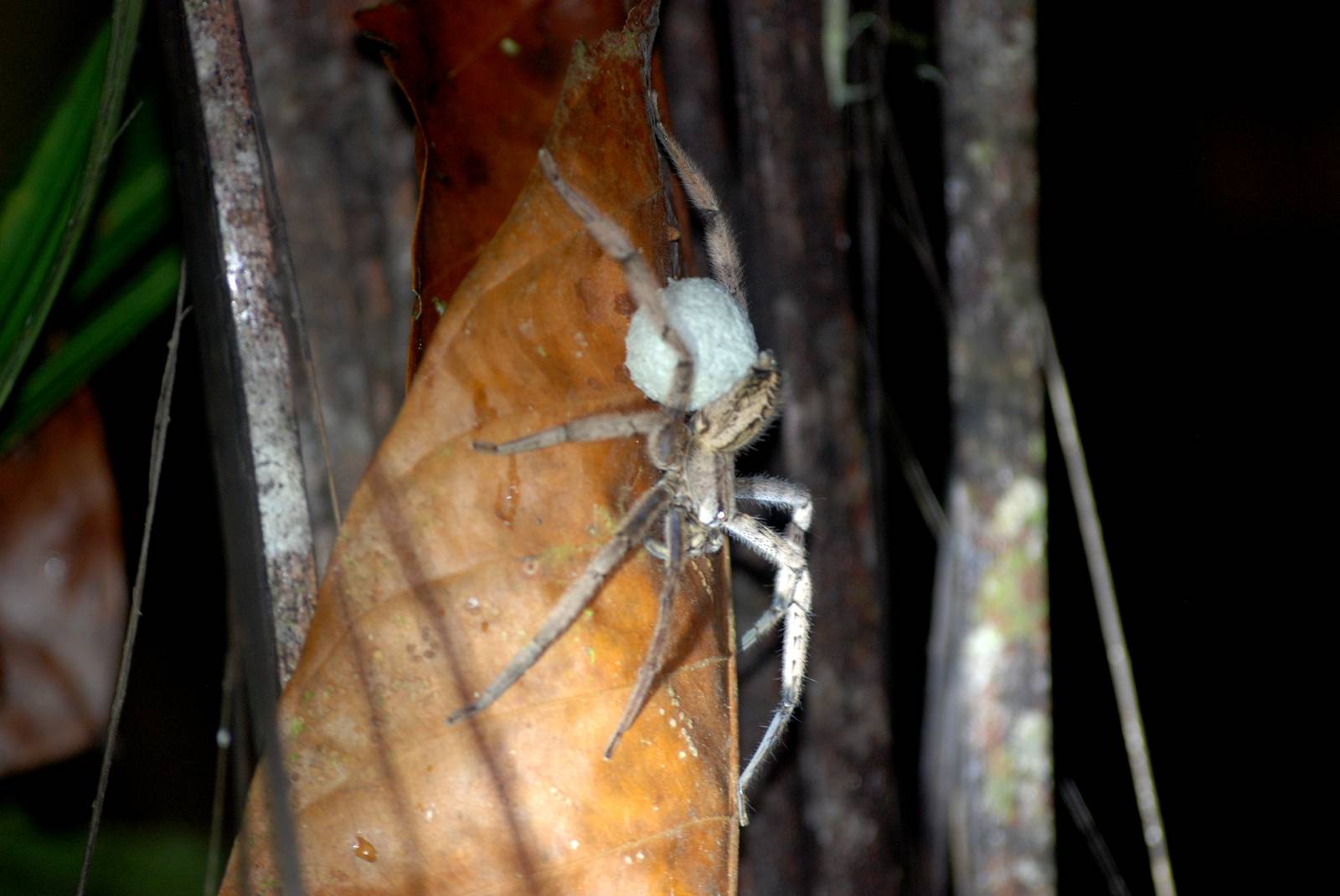 Spider (with Egg Sac) in Tortuguero, 15/04/14