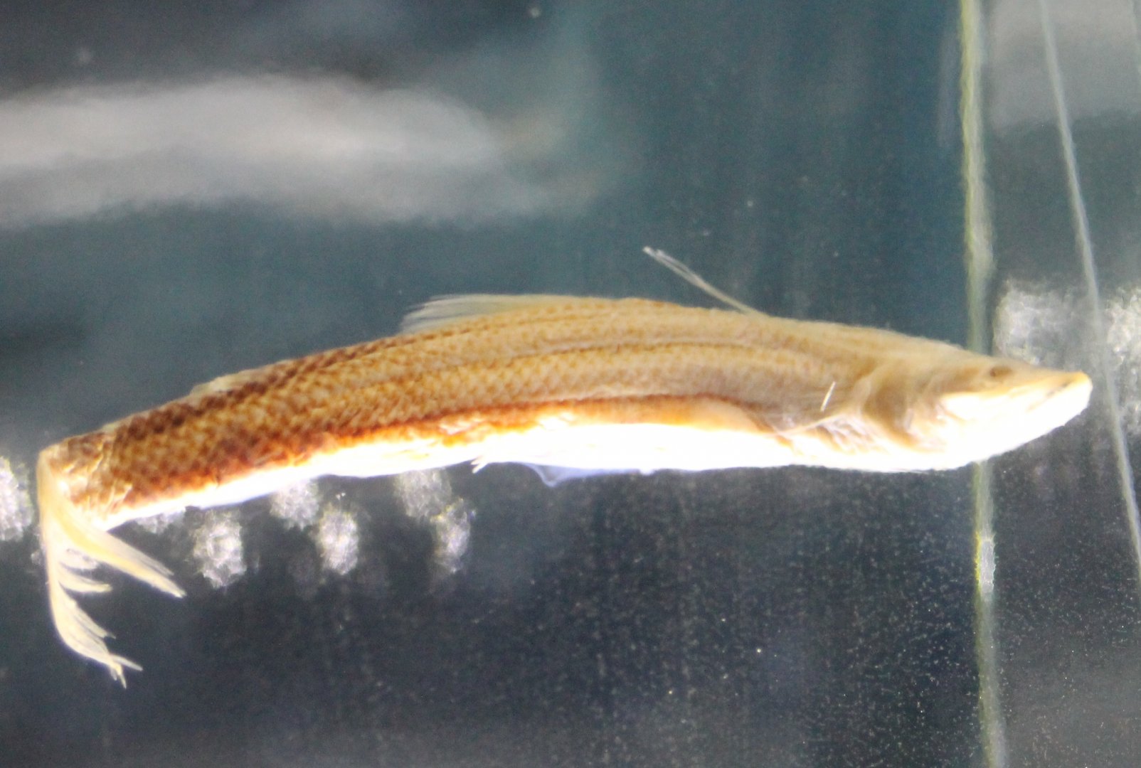 Spiderfish - Bathypterois dubius