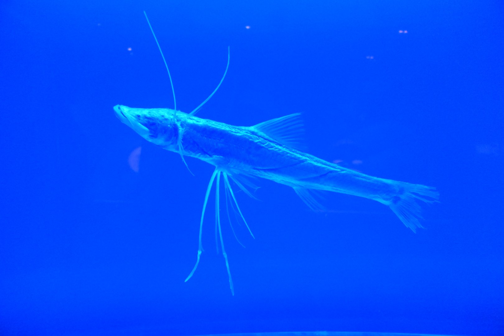 Spiderfish (Bathypterois dubius)