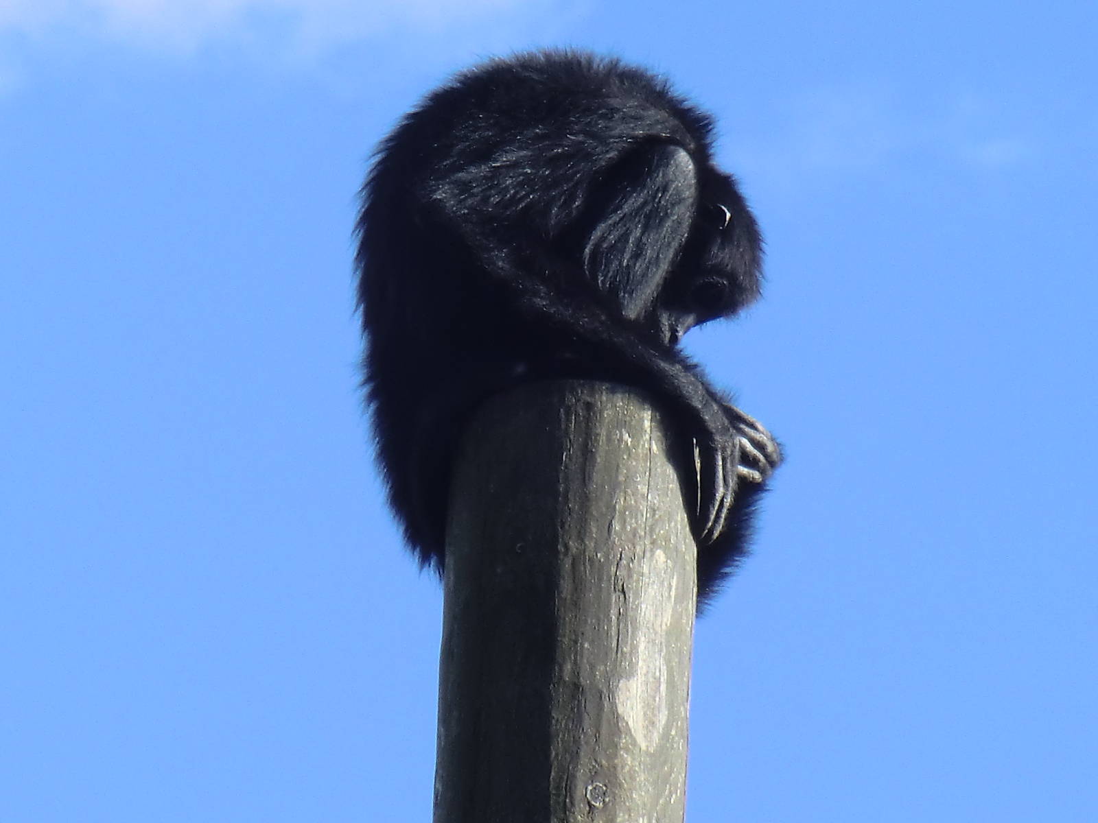 Spidermonkey, 24-10-2010
