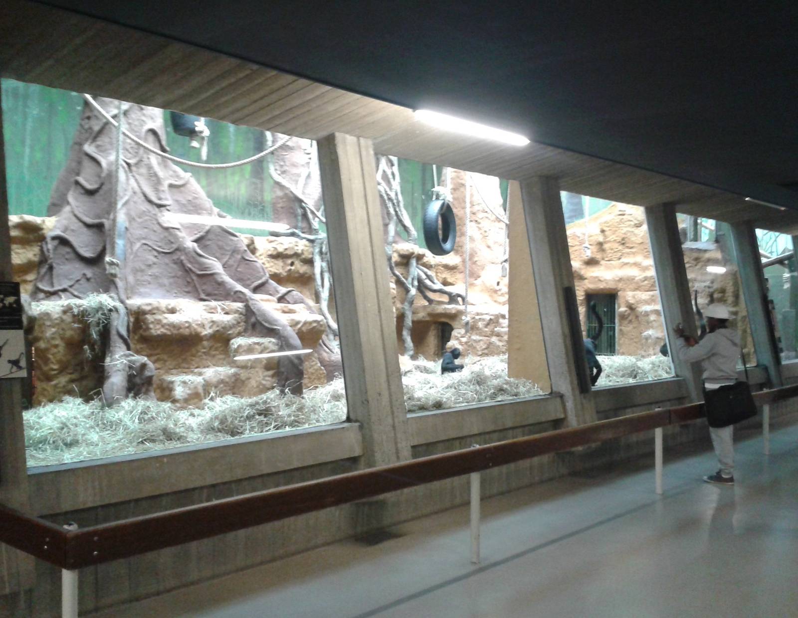 Spidermonkey enclosure